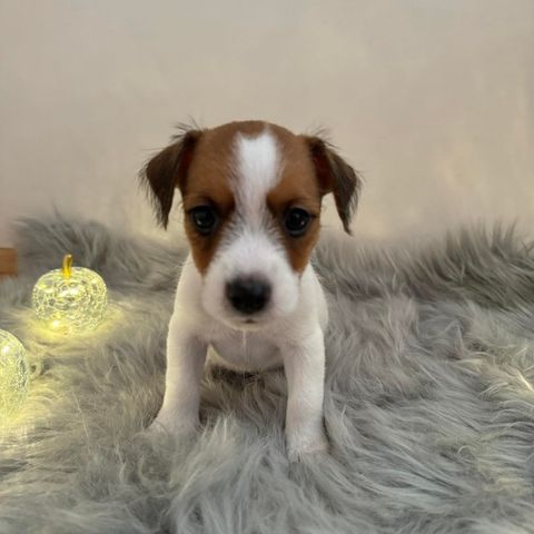 Nydelige Jack Russell terrier valper