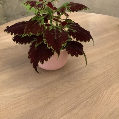 Praktspragle, Coleus stueplante