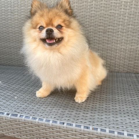 Renraset pomeranian omplasseres