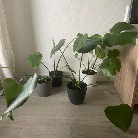 Monstera