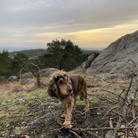 Engelsk Cocker Spaniel/ Jaktcocker omplasseres