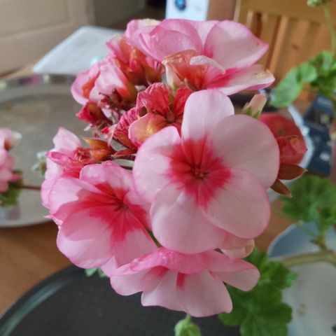 Pelargonia.flott pelargonia.