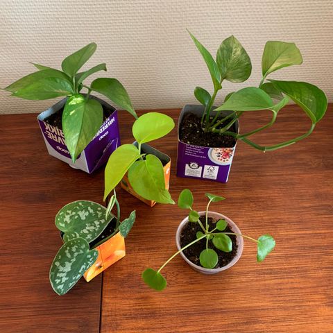 5 Planter (3 for 2 på alle annonser)