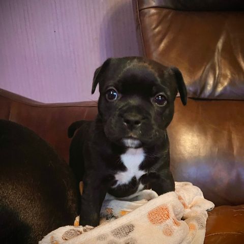 Staffordshire bullterrier valp