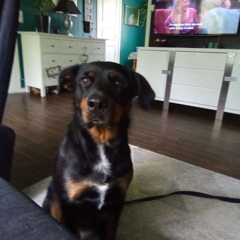 Blandingstispe dobermann/rottweiler, snart 5 år,