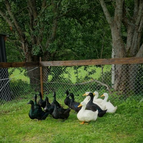 Unge andrikker Cajuga og Pekin.