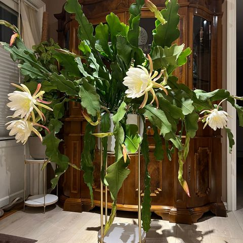 Epiphyllum kaktus