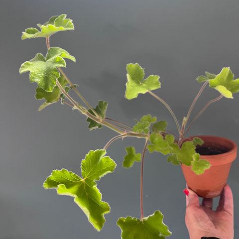 Pelargonia tomentosum - duftpelargonia