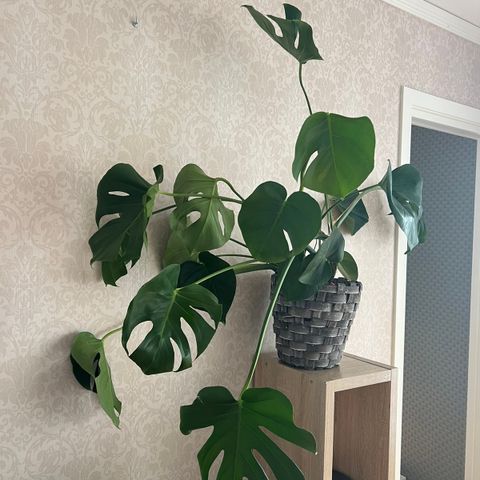 Monstera grønnplante