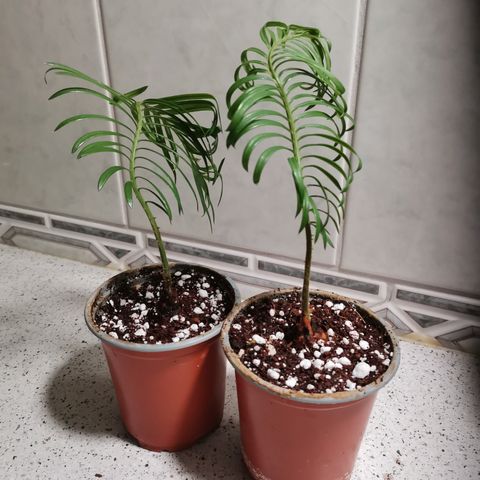 Etablert avlegger fra Cycas revoluta