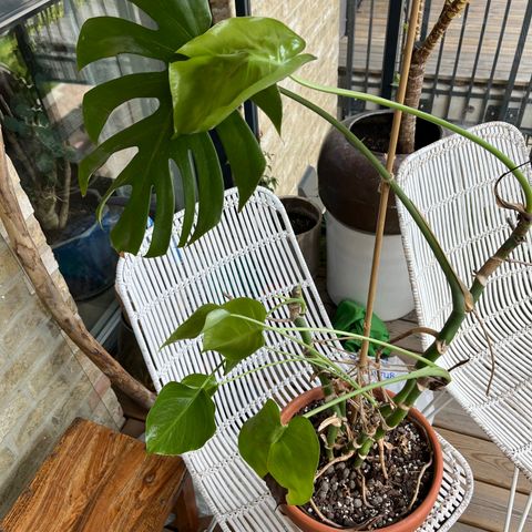 Monstera plante