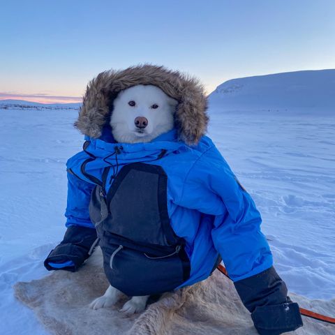 Fjellräven Polar parka (nesten ny)