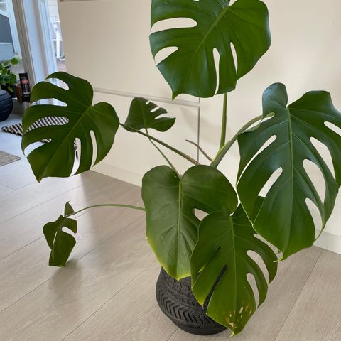 Monstera plante