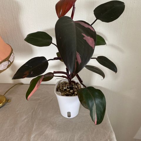 Philodendron pink princess