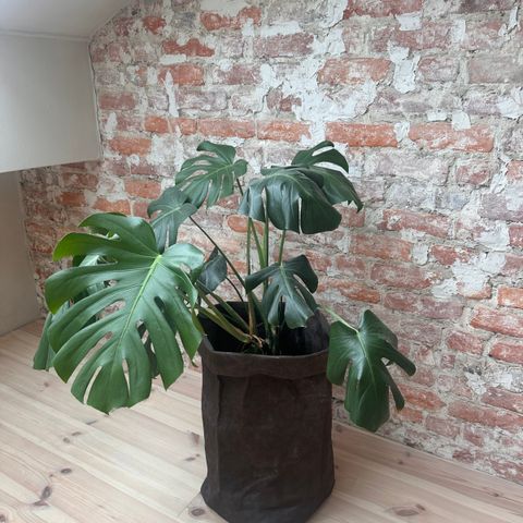 Flott Monstera