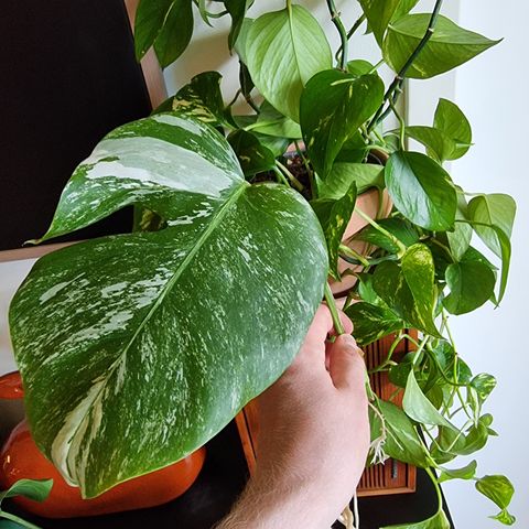 Monstera Variegata stiklinger