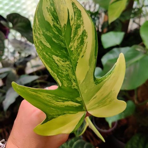 Philodendron florida beauty variegata stikling