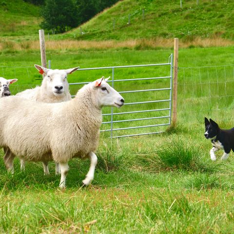 To interessante Border Collie hannkvalpar