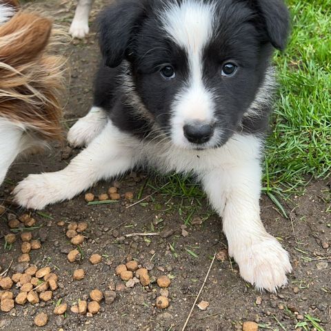 Nydelig border collie hann