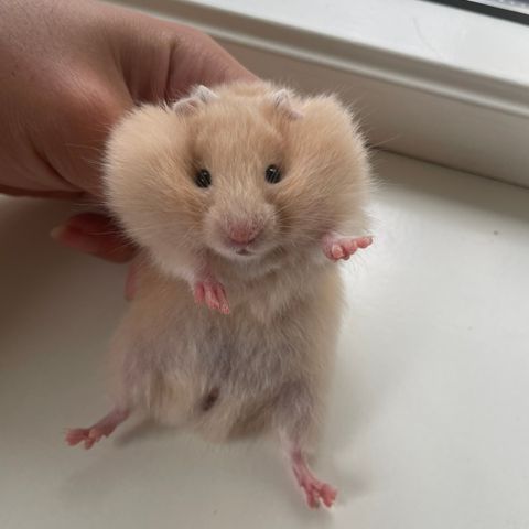 Hamsteriet hamsteroppdrett har en ledig syrisk hamster jente