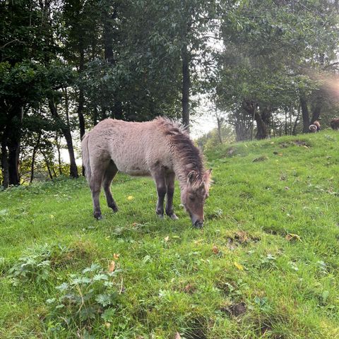 Shetlandsponni hoppeføll