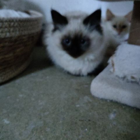 Ragdoll / Perser blanding