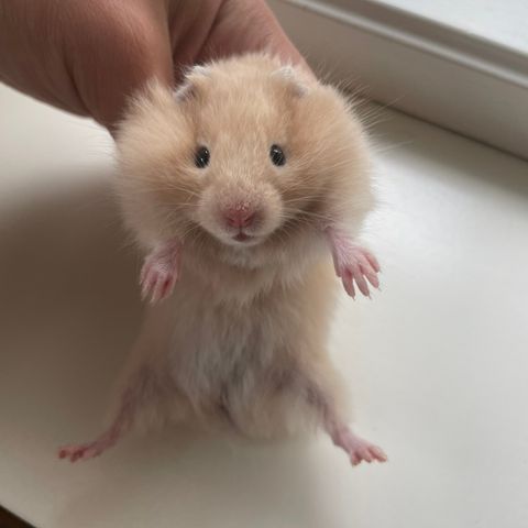 Hamsteriet hamsteroppdrett har en ledig syrisk hamster gutt