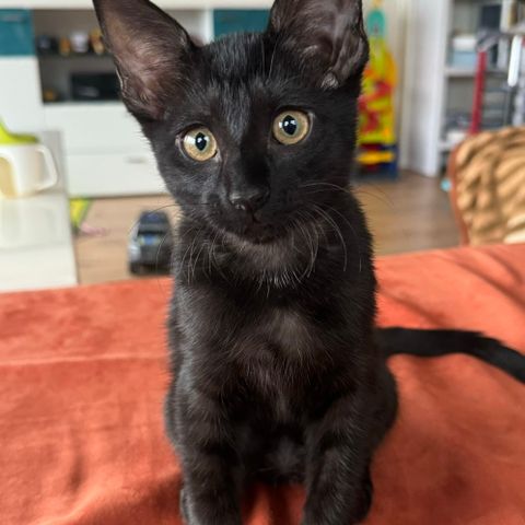 Cornish Rex og Norsk Skogskatt blandings jente 🖤