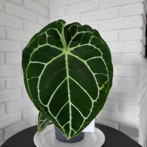 Anthurium grønn plante