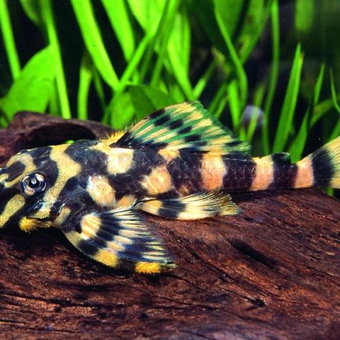 L-168 butterfly pleco