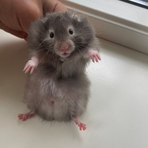 Hamsteriet hamsteroppdrett har en ledig syrisk hamster gutt