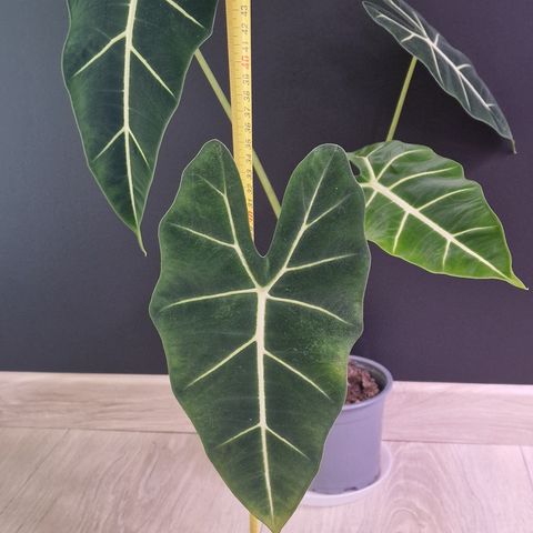 Alocasia Frydek