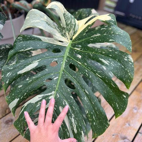 Stor(!) Monstera 'Thai Constellation'