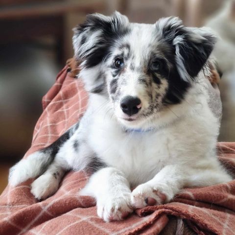 Leveringsklar og husren Sheltie-Valp