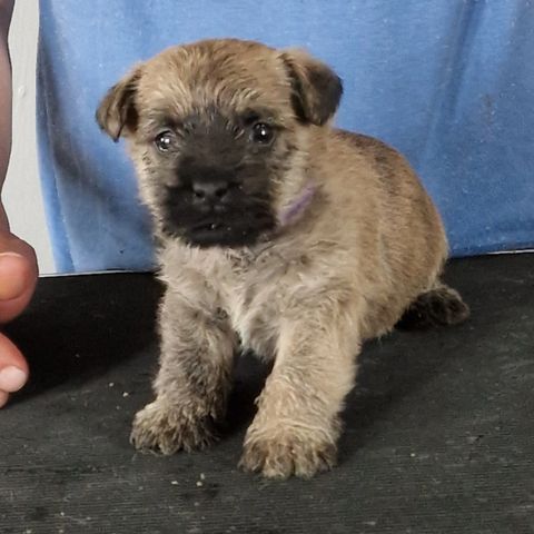 Cairnterrier valper