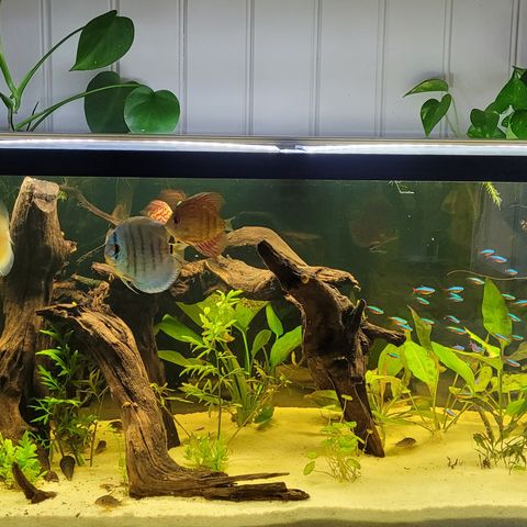 Akvarie 250 Liter med "alt"