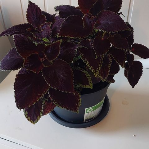 Coleus, praktspragle