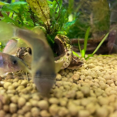 Corydoras Melanotaenia VF