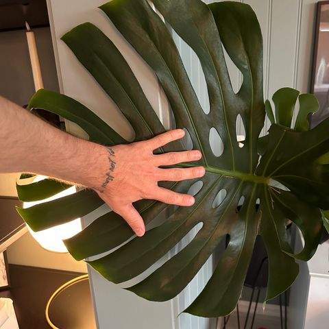 STOR Monstera