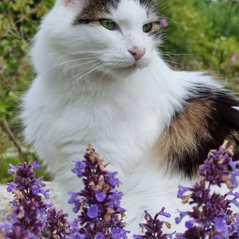 Nydelig hankatt trenger nytt hjem