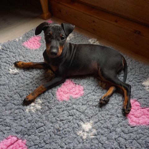 Manchester terrier valper