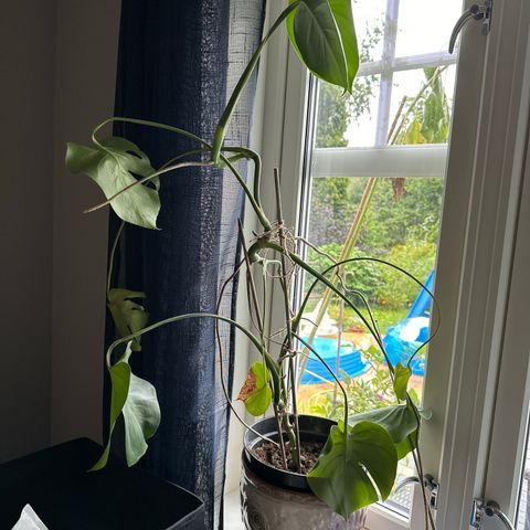 Monstera plante selges