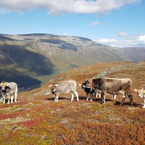 Tiroler Grauvieh ( gråfe ) selges.