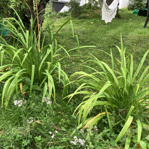 Hageblomst, vekst, plate