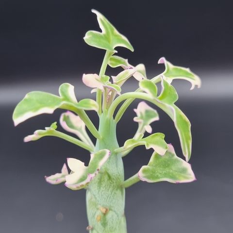 Senecio articulatus f.variegata