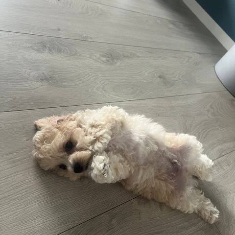 Bichon frisé og toy/dverg puddel valper