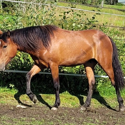 2 års nordlandshest/lyngshest hoppe