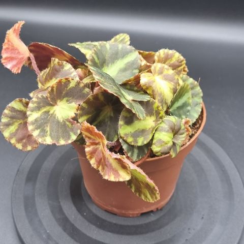 Begonia cleopatrae