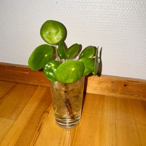 Pilea - elefantøre stiklinger