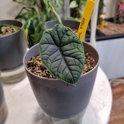 Alocasia